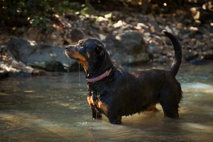 Rottweiler. Foto: Freepik.com