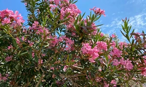 leandru gettyimages1 jpeg