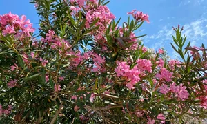 leandru gettyimages1 jpeg