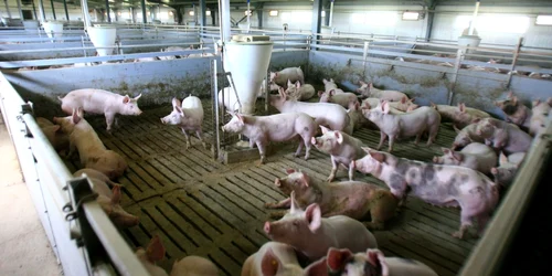 porci
