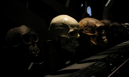 Cum am ajuns să fim stăpânii planetei? jpeg