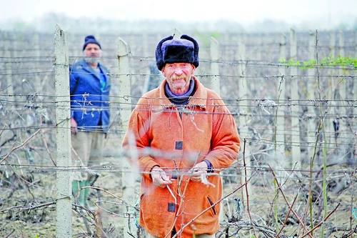 Lăstarii de viţă de vie înmuguresc mai devreme, iar un eventual ger ar reprezenta o catastrofă pentru viticultură, spun agricultorii FOTO Ştefan Borcea
