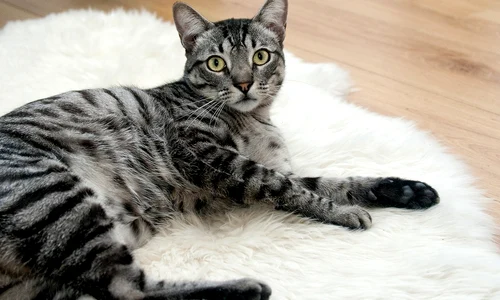 cat 468232 1280 jpeg