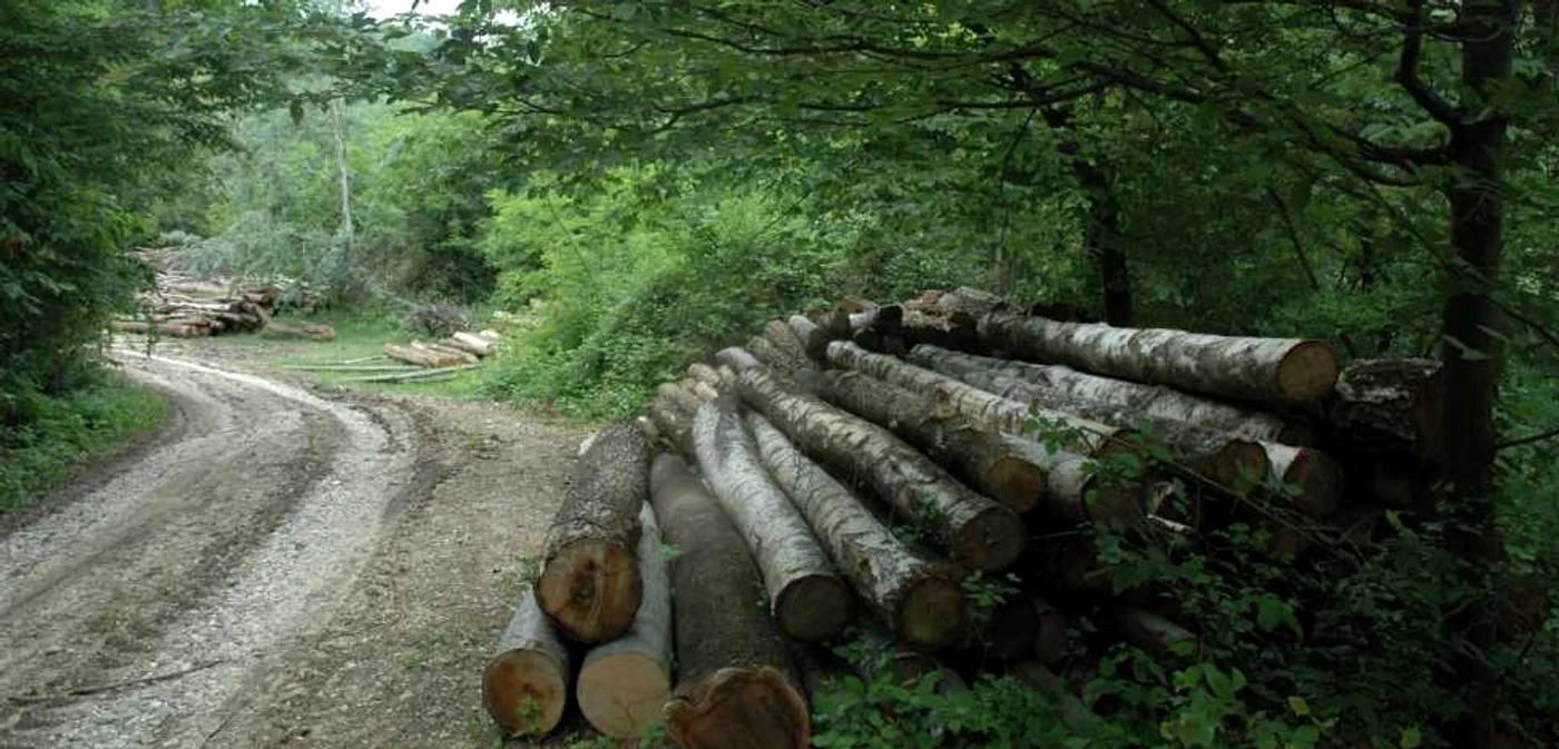 Hoţii s-au ales cu dosar penal pentru infracţiunile de tăiere ilegală de arbori şi ameninţare