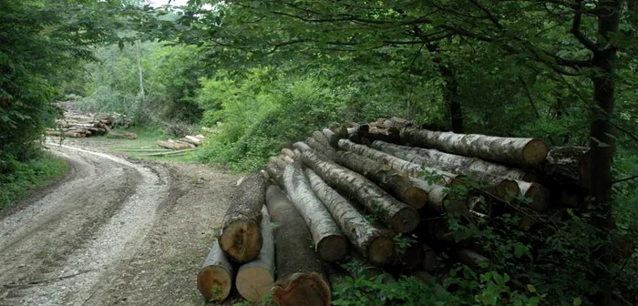 Arborii au fost predaţi Ocolului Silvic