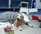 Ileana Badiu Jean Catalin Badiu Constantin Ifteme Centru de Endoscopie si Chirurgie Minim Invaziva Veterinara (4) jpeg