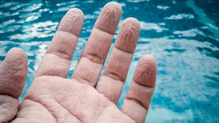 Încrețiturile temporare oferă un avantaj biologic real. FOTO: X / @MayoClinic