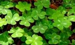 trifoi cu patru foi jpg jpeg