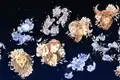 cub horoscop 3 gif