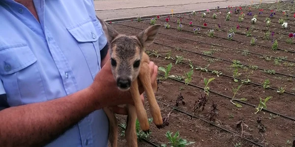 buzau.bambi