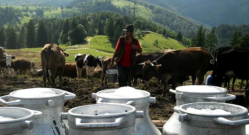 Stâna Dealul Sasului. FOTO Raluca Busioc