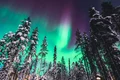 Aurora Boreală în Laponia Foto Eturia