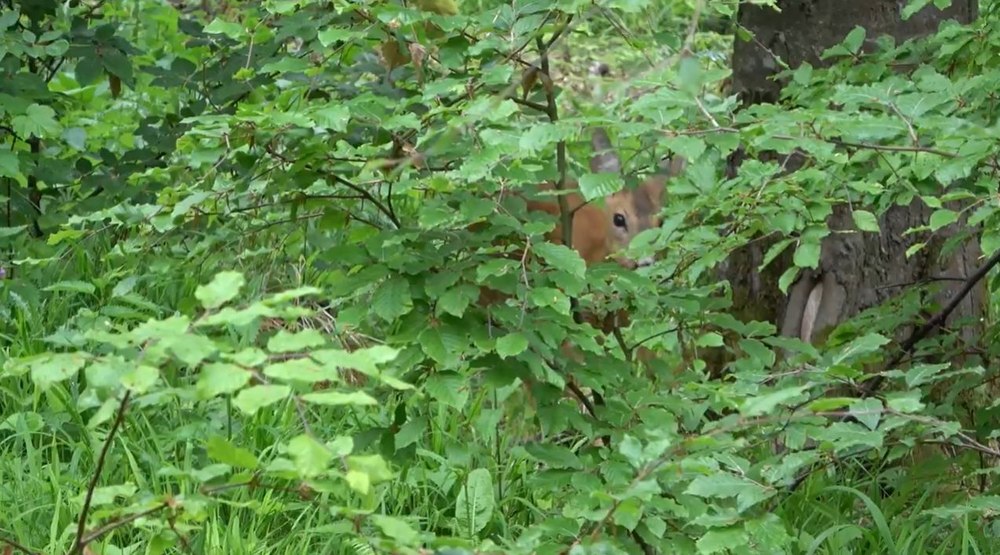 Întâlnire cu o căprioară și iedul ei într-o pădure din Suceava. Cât timp depinde un pui de mamă VIDEO