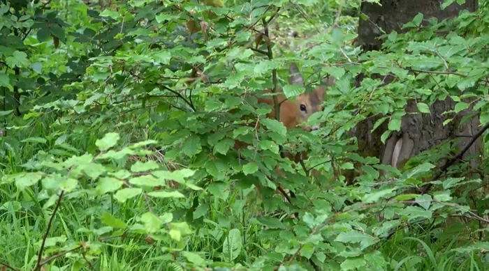 Caprioară. FOTO caprură video Adi Luca - Ocolul Silvic Putna