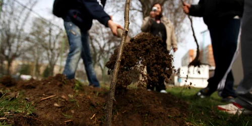 Plantarea de arbori va face parte din evenimentele speciale