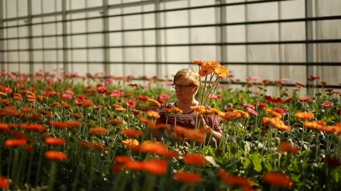 40.000 de fire de gerbera au fost culese de la un producător din Giurgiu