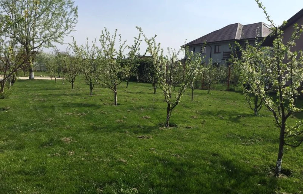 N-ai voie să tai acest copac nici măcar în propria curte. Amenda este uriașă