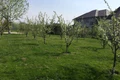 Pomii înfloriţi şi gazonul proaspăt tuns o fac pe actriţă sp stea numai în curte jpeg