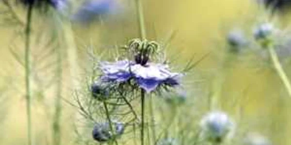Florile de negrilică stimulează imunitatea
