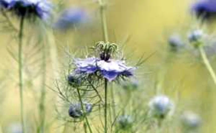Florile de negrilică stimulează imunitatea