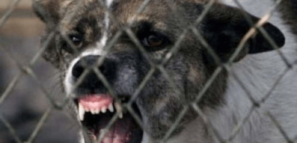 Caz ca în filmele de groază. O bătrână a fost sfâşiată de câinele din curte, animalul amputându-i unui picior 