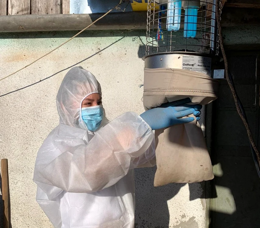 Cercetătoarea Oana Balmoş a colectat insecte din 30 de focare de pestă porcină din România timp de 11 luni. FOTO: USAMV