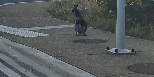 wallaby belgia 1 foto facebook jpg