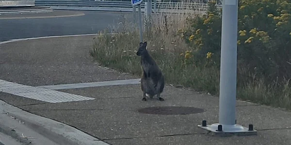 wallaby belgia 1 foto facebook jpg