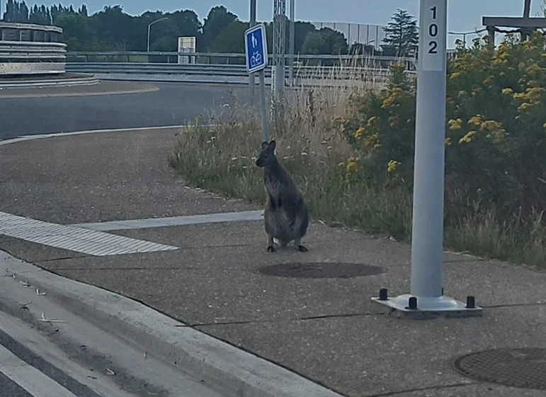 Unul dintre cei doi wallaby, pe o stradă din Belgia. FOTO: Facebook/Police locale de Mouscron