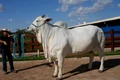 vaca brazilia profimedia jpeg
