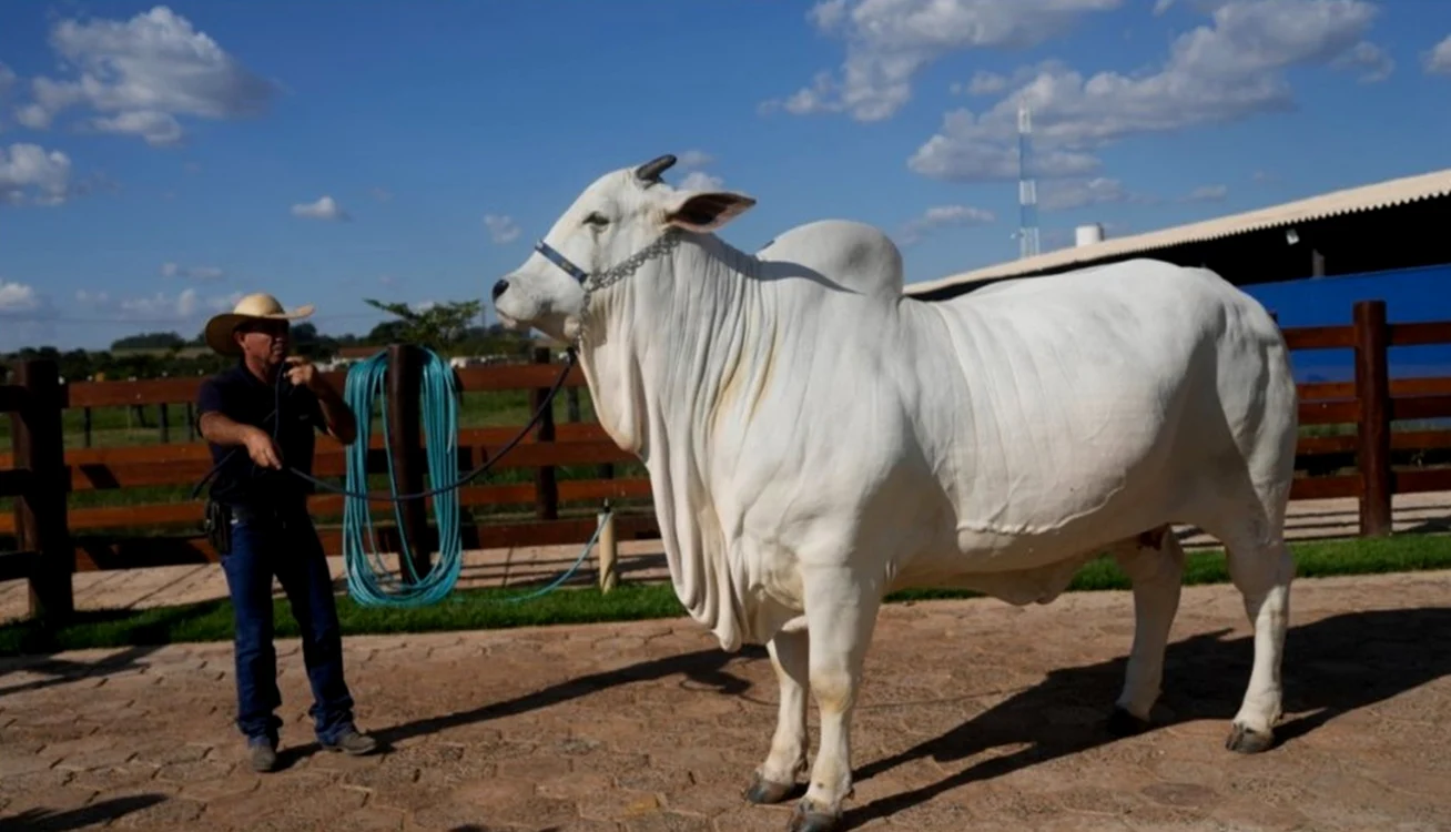 Vaca s-a vândut cu peste 4 milioane de dolari / foto: Profimedia