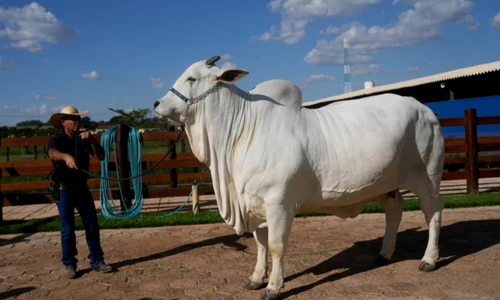 vaca brazilia profimedia jpeg