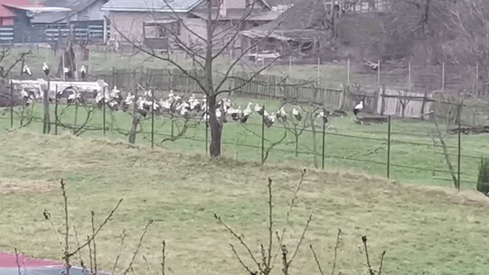 Fenomen rar în Bicaz, unde zeci de berze au poposit în curtea unui localnic. „Dacă vă aduceau copii câte berze aveți în curte...”