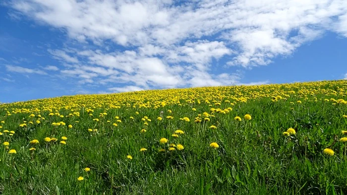 Păpădia se poate folosi pentru tratarea mai multor boliFoto: pixabay.com