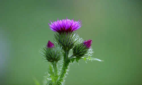 nature 3151481 640 jpeg