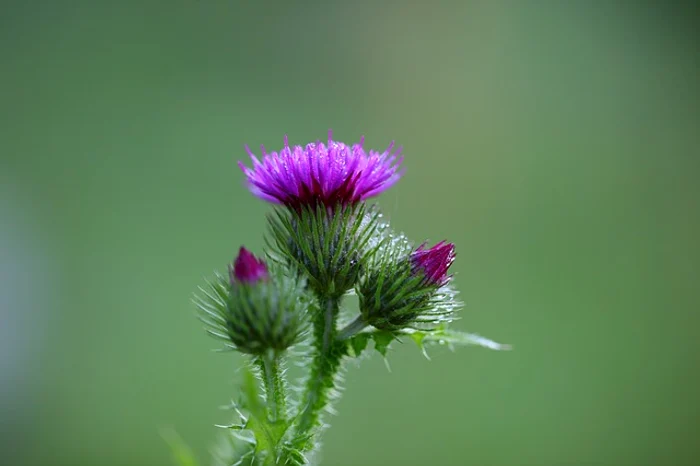 Armurariu este o plantă miraculoasă pentru ficat, dar și pentru tratarea altor afecțiunifoto: pixabay.com