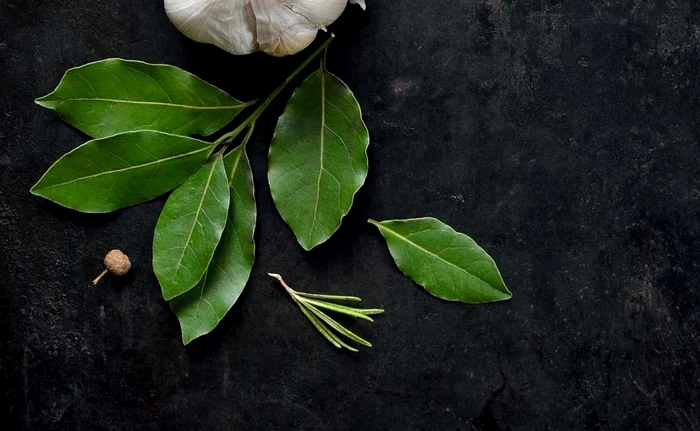 
    Frunzele de dafin dau savoare multor preparate, însă beneficiile acestei plante sunt mult mai mari  