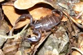 scorpion carpatin wikipedia jpeg