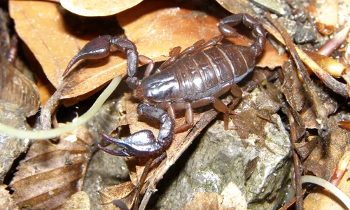scorpion carpatin wikipedia jpeg