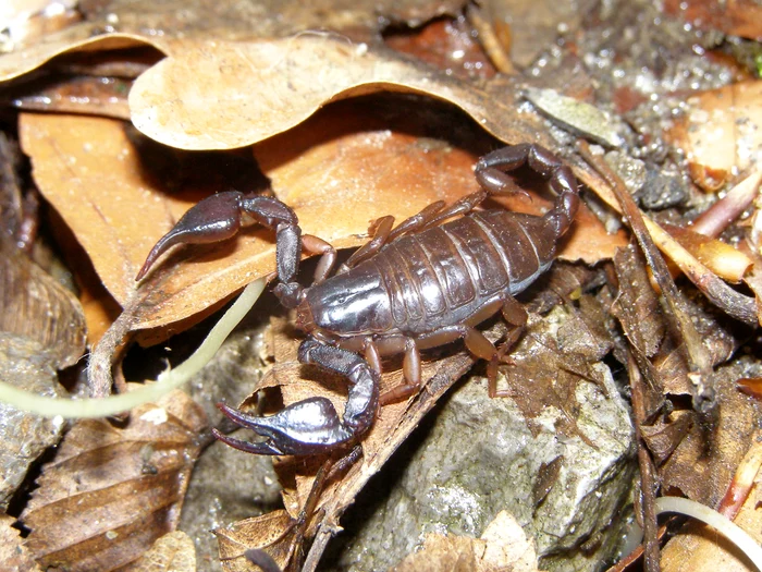 Scorpionul carpatin este un animal nocturn