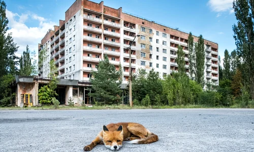 vulpe în Cernobâl  foto   Shutterstock jpg