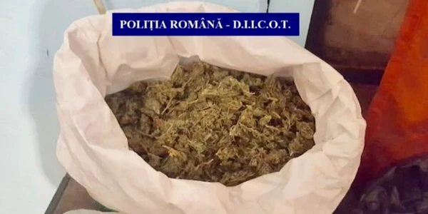 cannabis