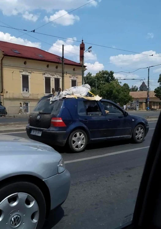 Maşina care are pe capotă un manechin FOTO Facebook/Info Trafic Jud Timiş
