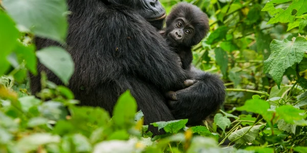 femela gorila de munte cu pui foto Shutterstock