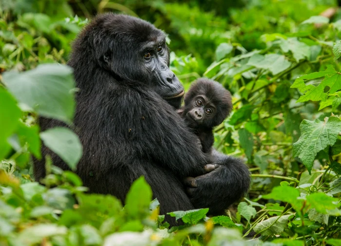 Gorilele sunt în pericol critic de extincţie. Sursă foto: shutterstock