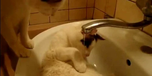 Foto captură YouTube