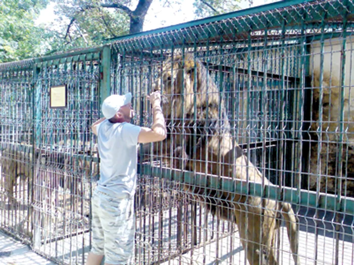 Oradea: Lire englezeşti pentru leii de la Zoo Oradea