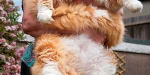 animale domestice