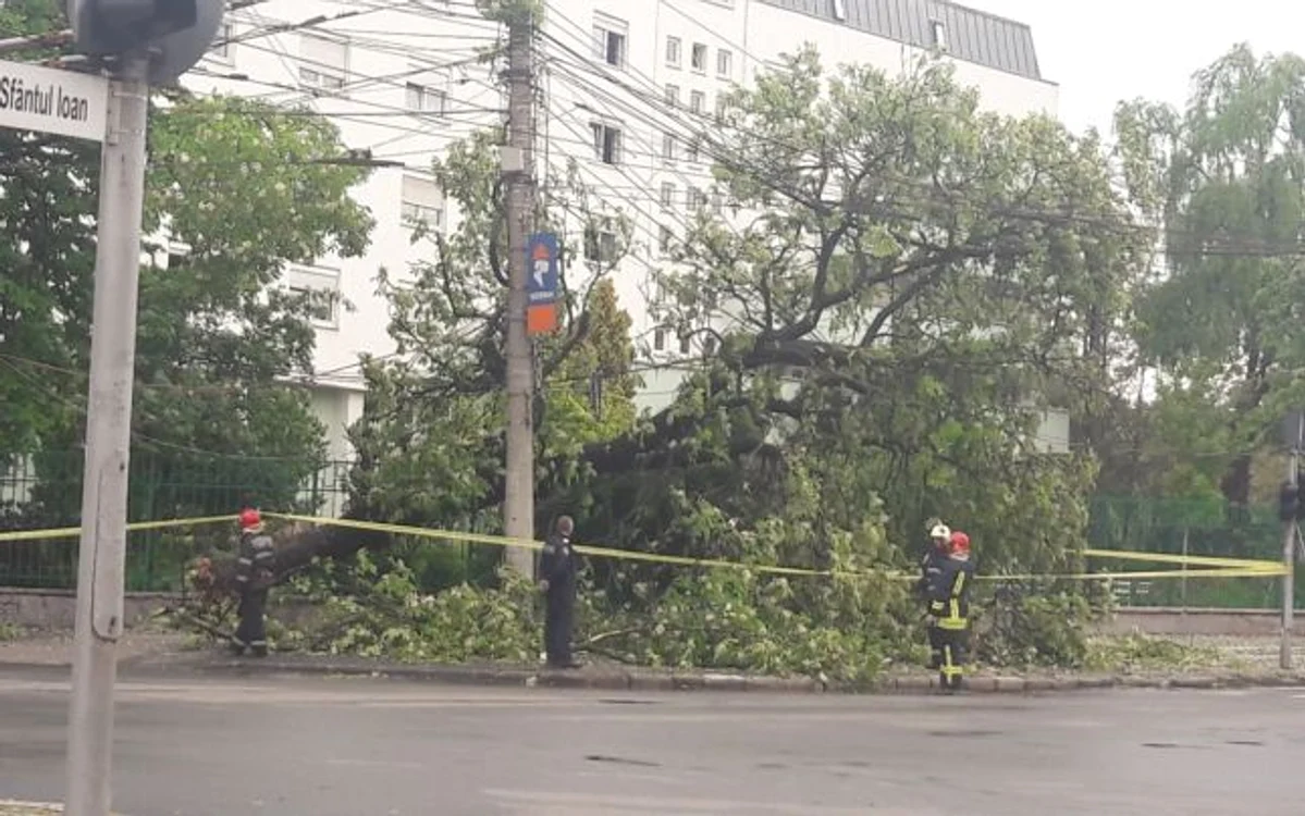 Copac căzut în faţă la Adam Muller Guttenbrun FOTO Ştefan Both