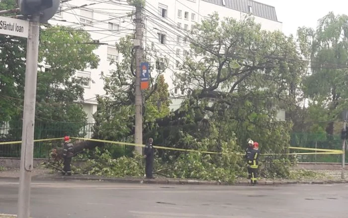 Copac căzut în faţă la Adam Muller Guttenbrun FOTO Ştefan Both